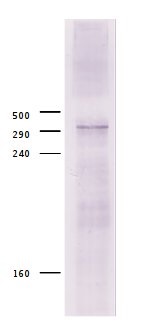CBP | CREB-binding protein homolog in the group Antibodies Other Species / Bacteria at Agrisera AB (Antibodies for research) (AS13 2730)